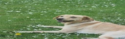 Labrador Retriever dogs for sale: Adorable Labrador Puppies for Sale! - Advert 27