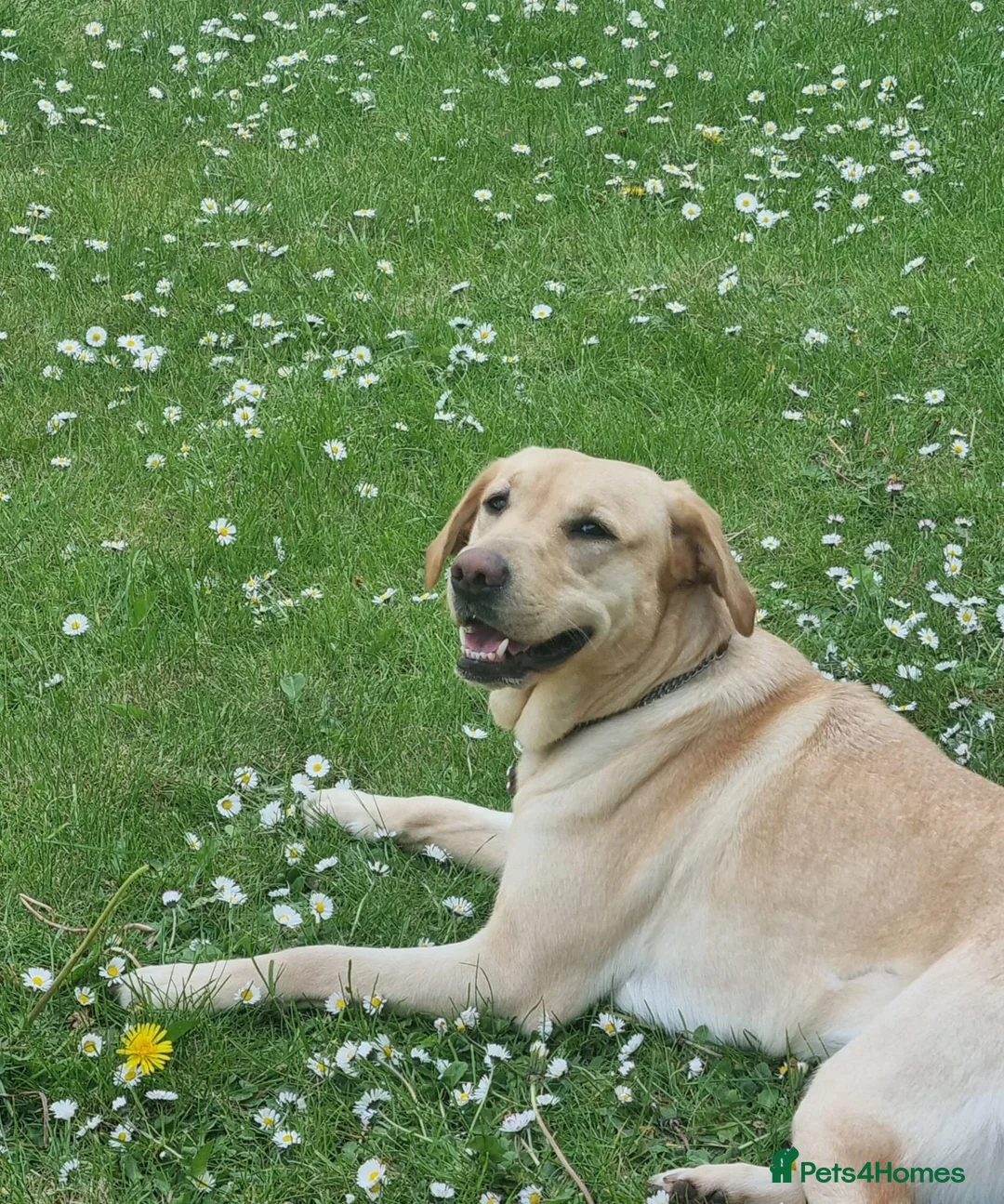 Labrador Retriever dogs for sale: Adorable Labrador Puppies for Sale! - Advert 27