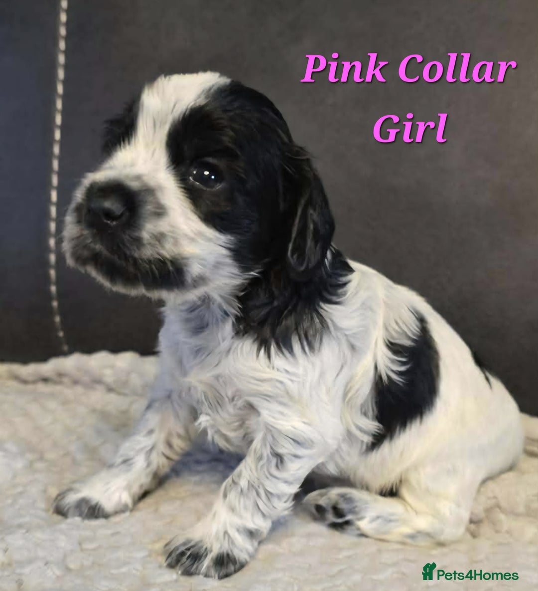 Cocker Spaniel dogs for sale: Pedigree English Cocker Spaniel Puppies for sale - Advert 1