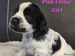 Cocker Spaniel dogs Pedigree English Cocker Spaniel Puppies for sale - Advert 10