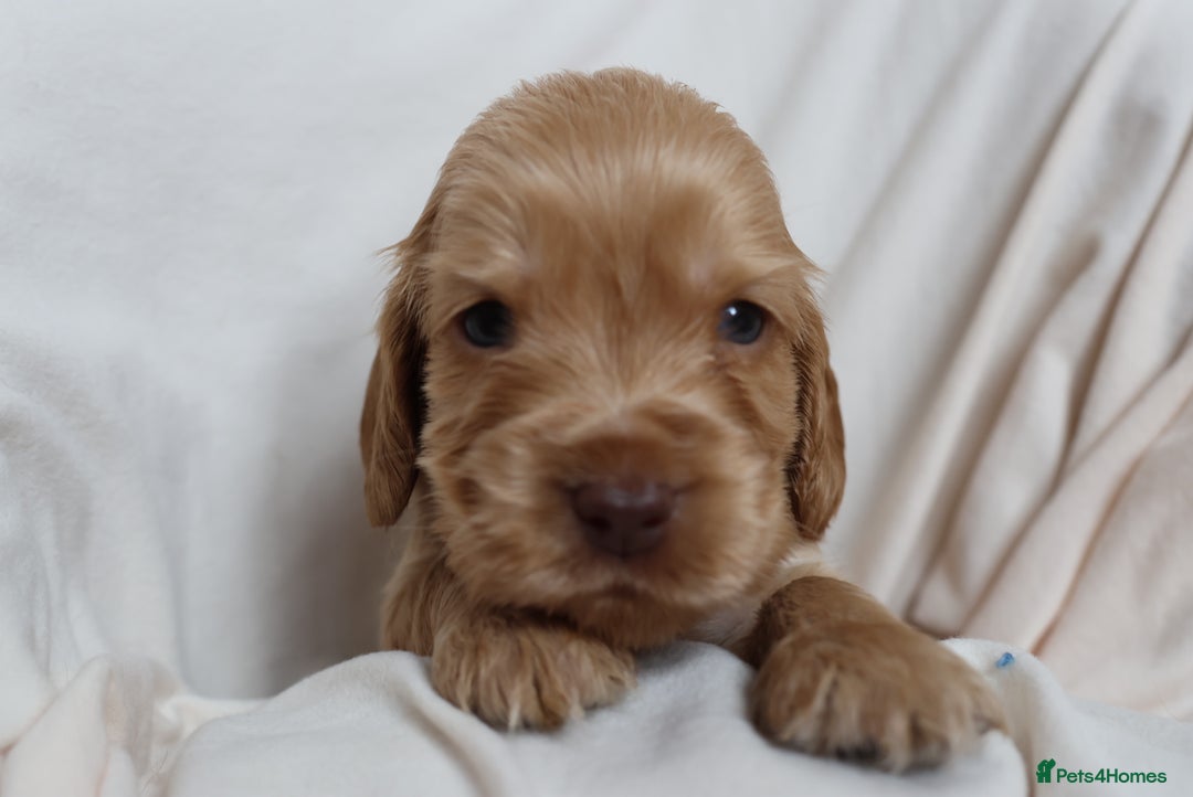 Cocker Spaniel dogs for sale: Beautiful family SHOW cocker spaniels LAST 2 - Image 21