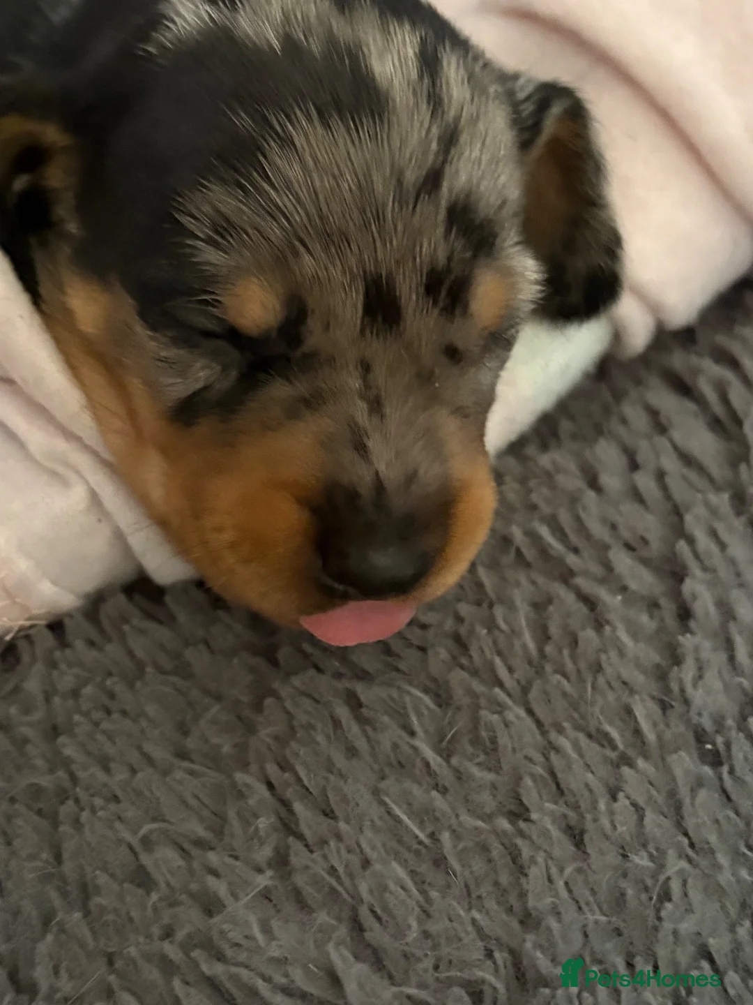 Dachshund dogs for sale: Dapple dachunds  in Leicester - Advert 7