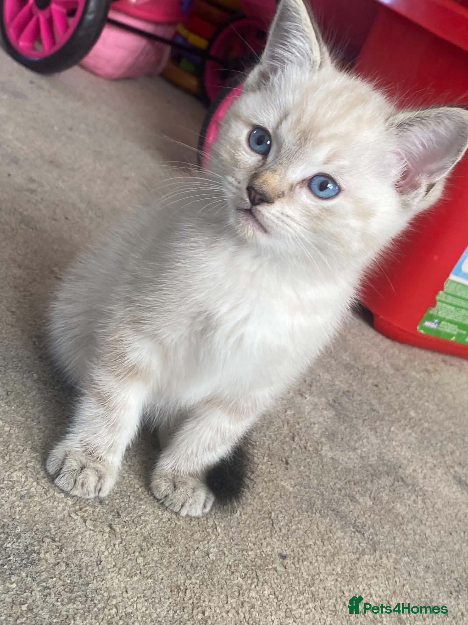 Mixed Breed cats 4 lovely Ragdoll mixed kittens - Advert 2
