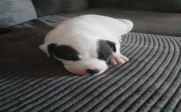 American Bulldog dogs - Advert 5