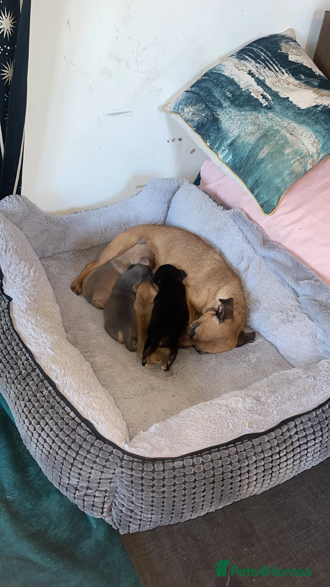 Jack Russell dogs for sale: Only 2 left 1 girl 1 boy Miniature Jack Russell  - Advert 4