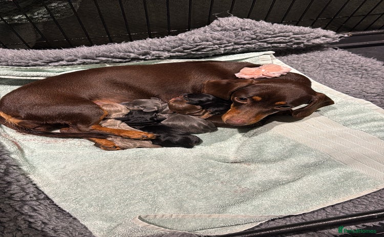 Miniature Dachshund dogs - Advert 6