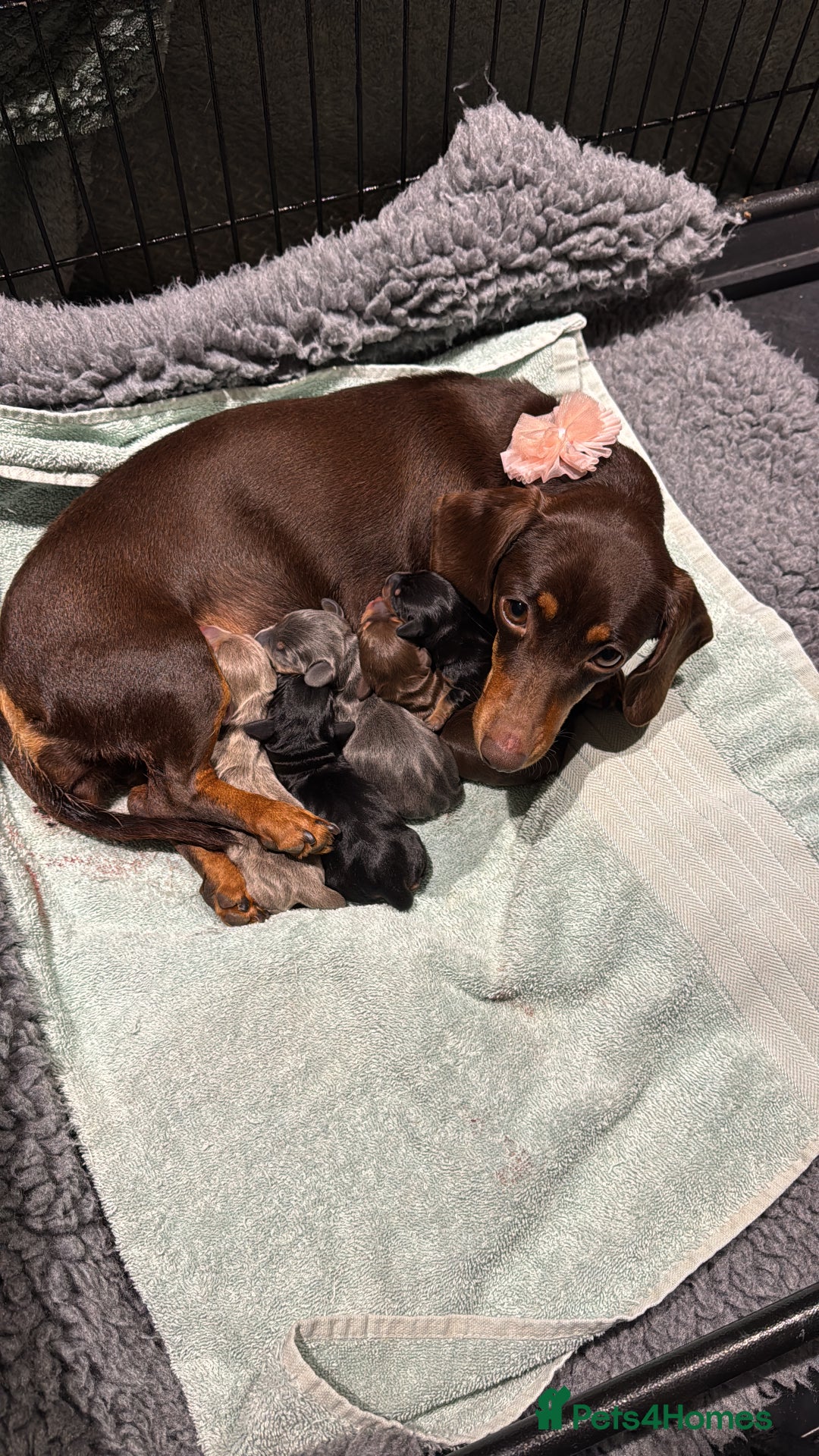 Miniature Dachshund dogs for sale: Gorgeous Mini Dachshund Smooth Puppies - Image 1