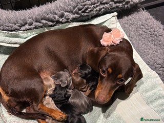 Miniature Dachshund dogs - Advert 1