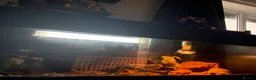 Bearded Dragon reptiles for sale: Name: rocco  in Lancaster - Advert 4