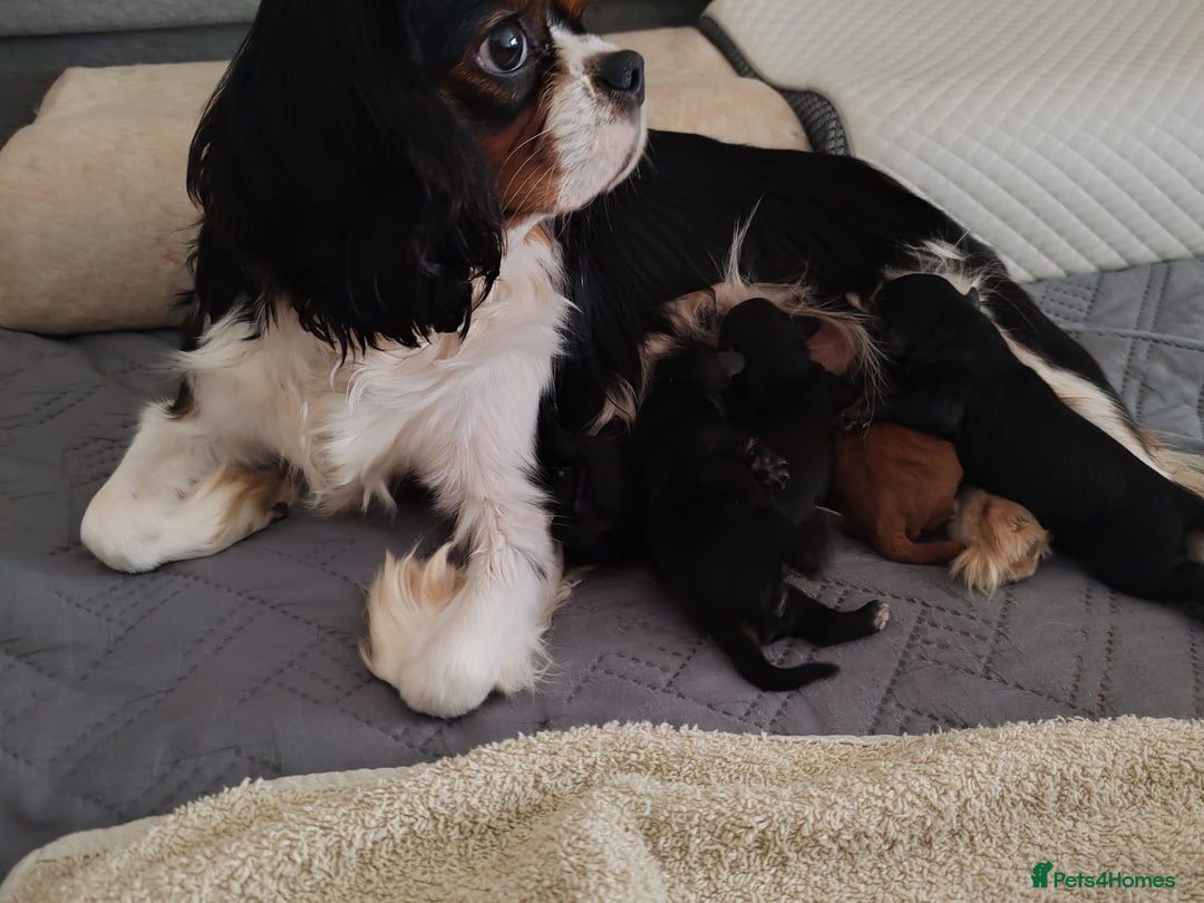 Cavapoo dogs for sale: F1 Cavapoo - Advert 16