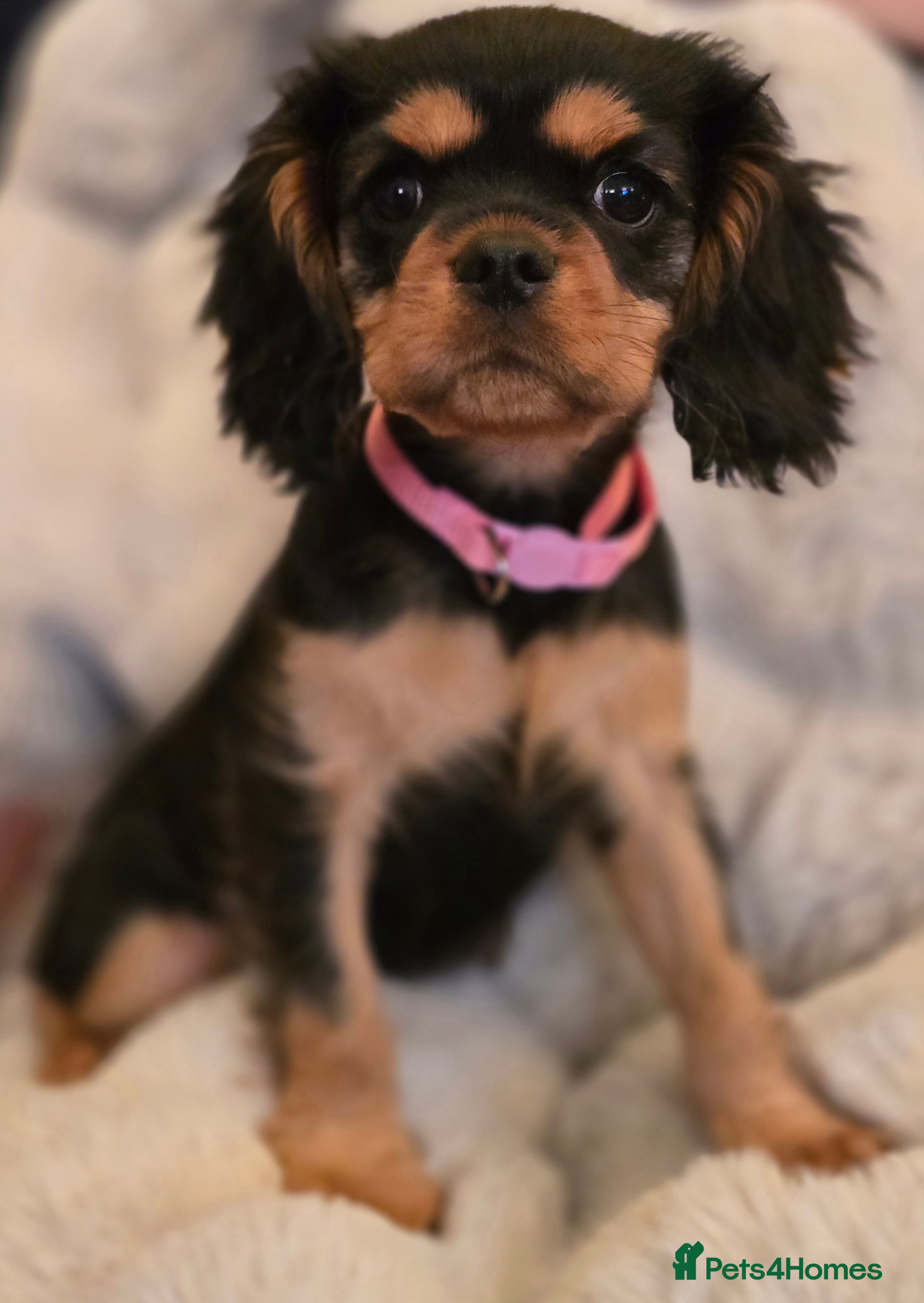 Cavalier King Charles Spaniel dogs Beautiful Cavalier King Charles Puppies  - Advert 5