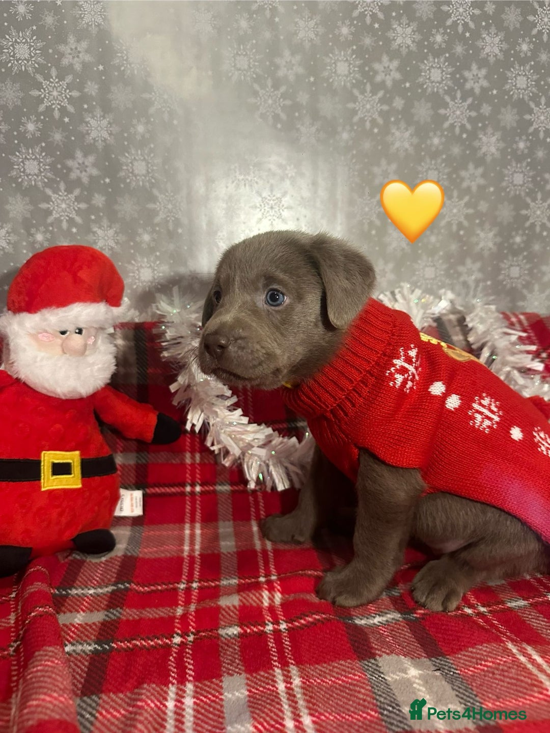 Labrador Retriever dogs for sale: !REDUCED! silver labrador's KC - Advert 5