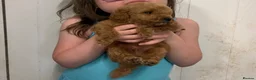Miniature Poodle dogs for sale: Miniature poodle puppy male  - Advert 3