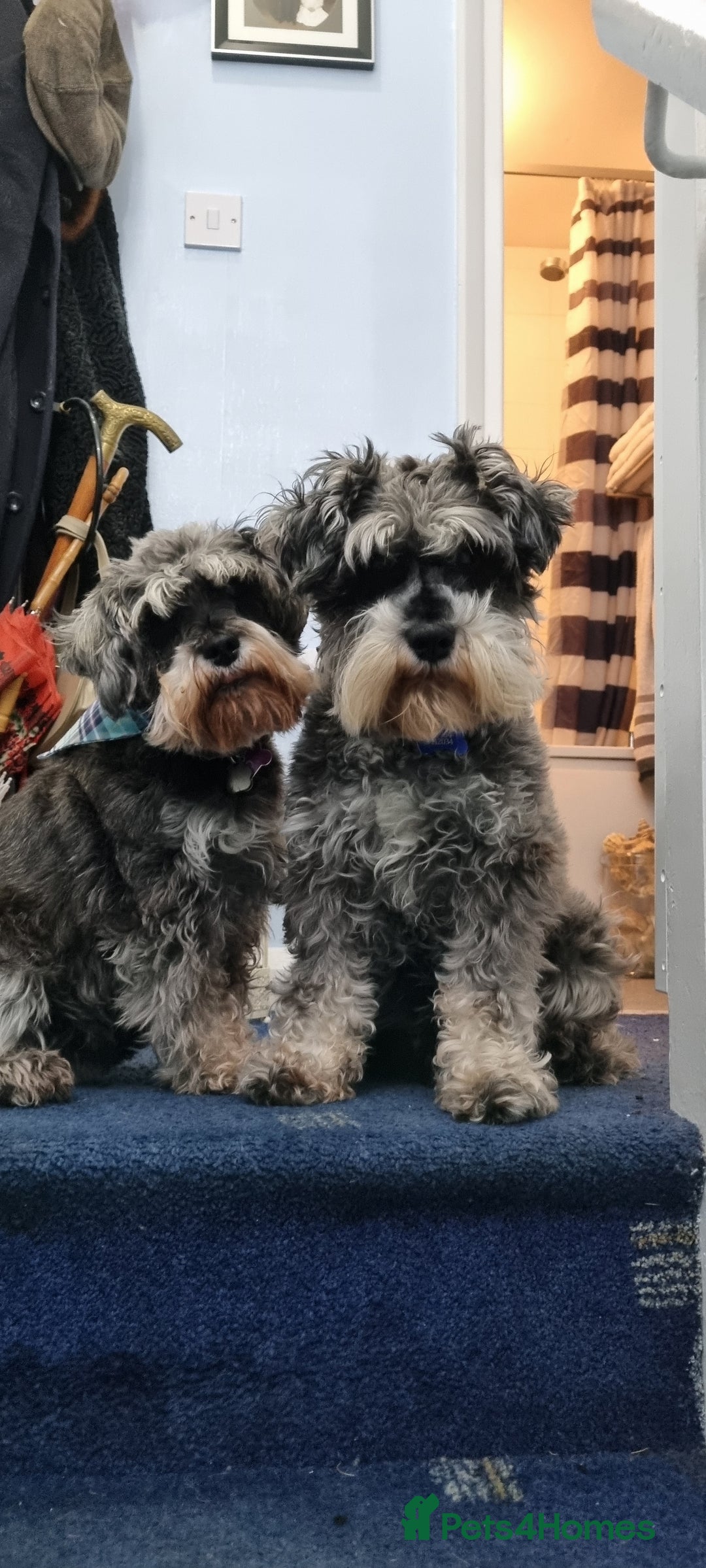 Miniature Schnauzer dogs for stud: stunning Kc registererd proven miniature schnauzer in Wolverhampton - Advert 15