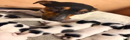Jack Russell dogs for sale: Tri coloured Jack Russell pups in Isle of Bute - Advert 17