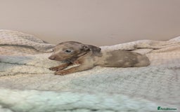 Miniature Dachshund dogs for sale: Miniature dachshund puppies  - Image 4