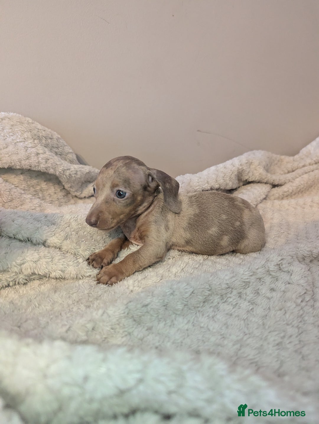 Miniature Dachshund dogs for sale: Miniature dachshund puppies  - Image 4