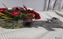 British Shorthair cats for sale:  Gorgeous BRITISH SHORTHAIR MALE  - Advert 13