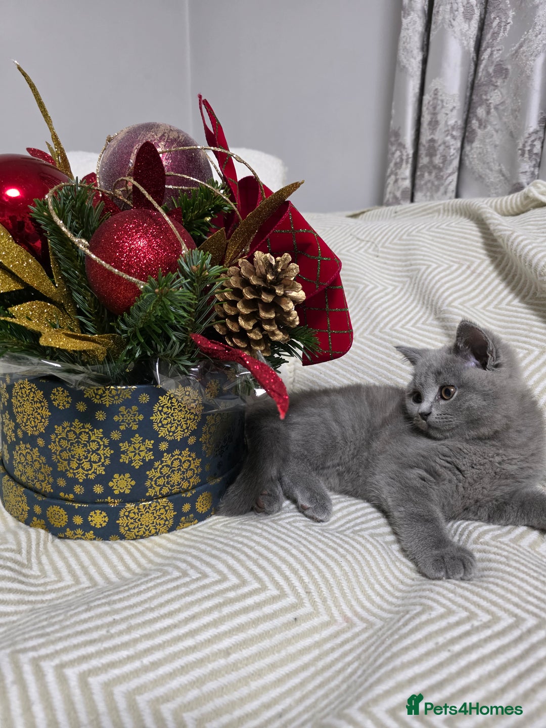 British Shorthair cats for sale:  Gorgeous BRITISH SHORTHAIR MALE  - Advert 13