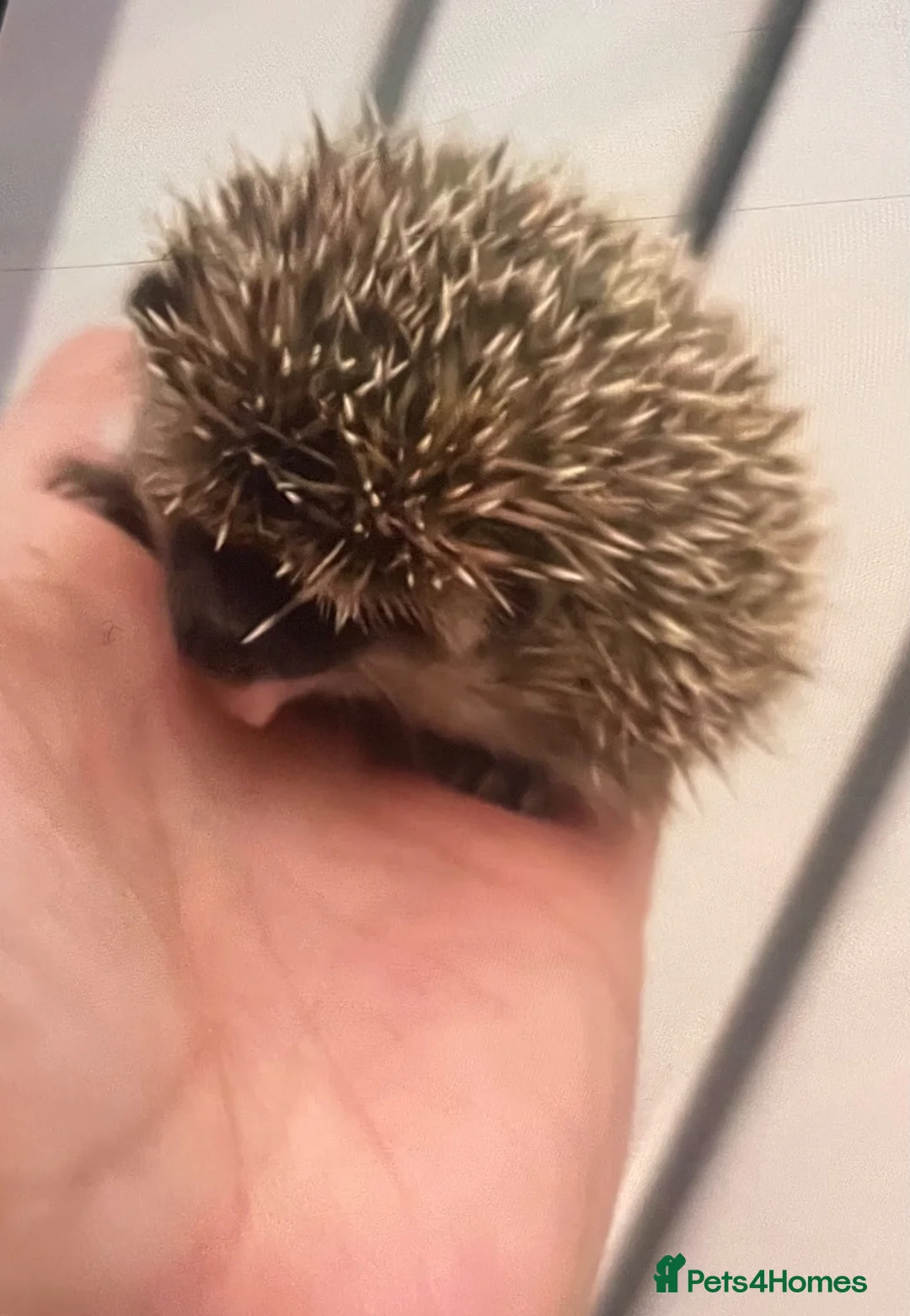 Pygmy Hedgehog rodents for sale: Sonic the african pygmy hedgehog  - Advert 2