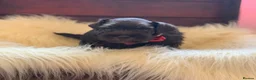 Miniature Schnauzer dogs for sale: 5*Licensed RKC Chocolate Schnauzers H/T  - Advert 6