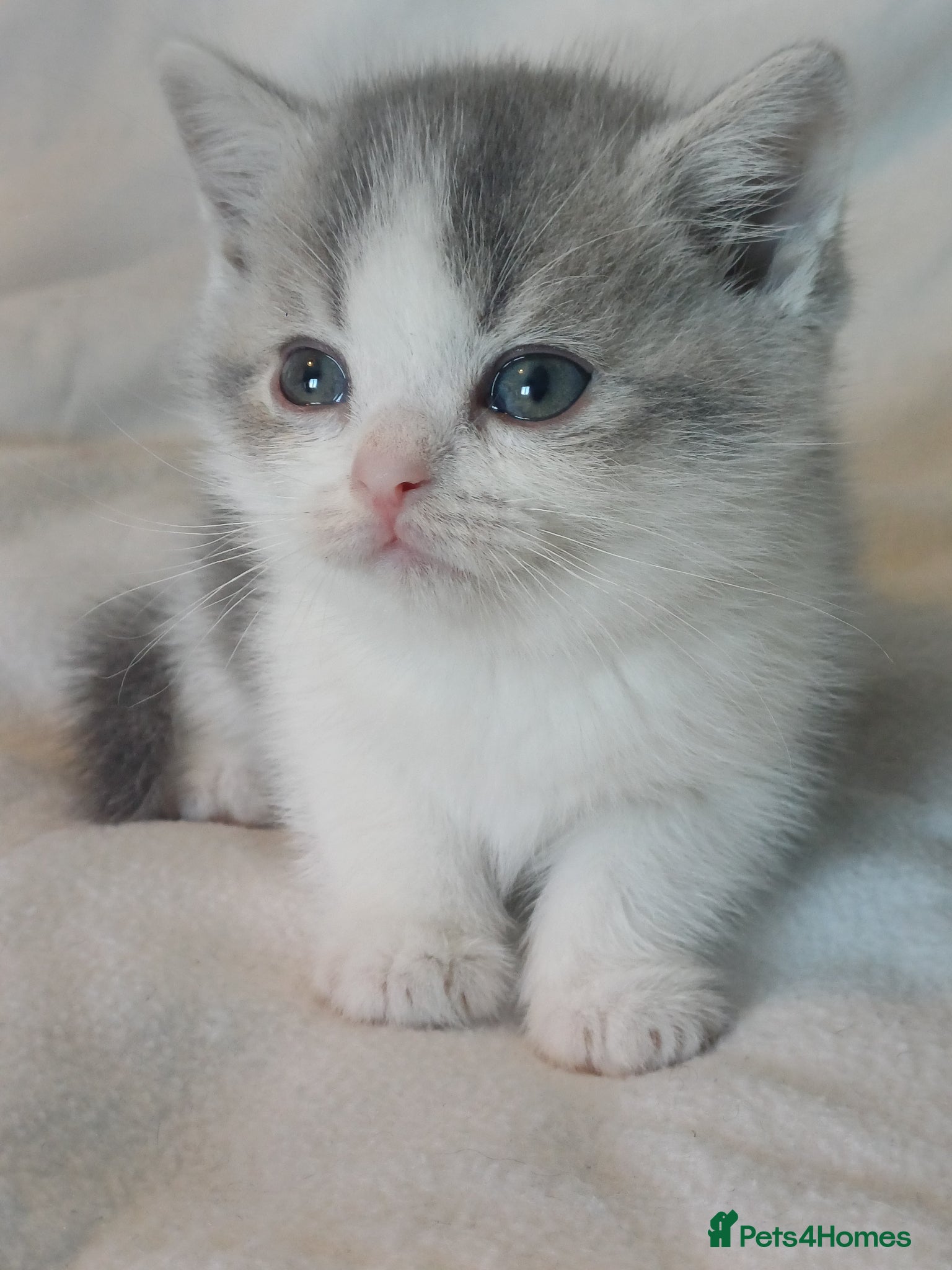 British Shorthair cats for sale: Gorgeous Brittish Shorthair 🐱 - Advert 5