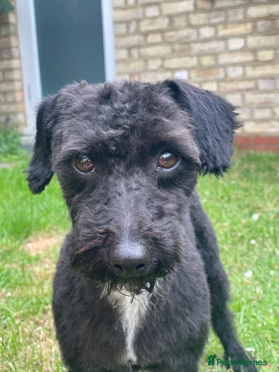 Jackapoo dogs for stud: Gorgeous Jackapoo Available for Stud - Advert 2