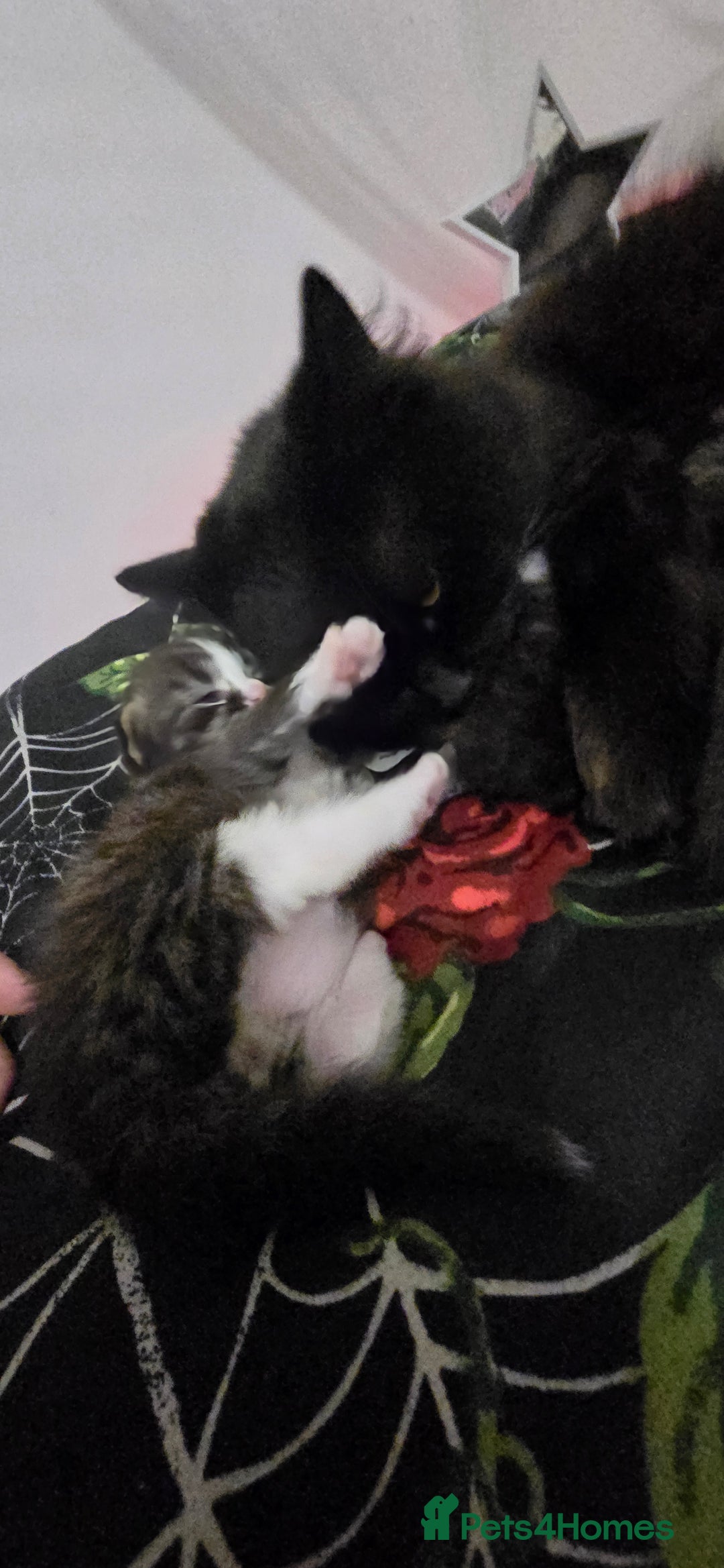 Norwegian Forest Cat cats for sale: Norweigan chubby 3 kittens - Advert 2