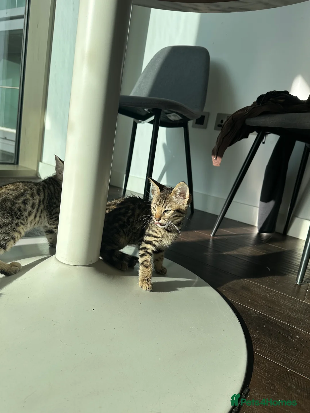 Bengal cats for sale: Sepia Bengal X Savannah kittens Extremely rare  - Advert 11