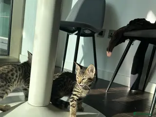 Bengal cats Sepia Bengal X Savannah kittens Extremely rare - Advert 10