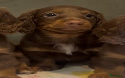 Miniature Dachshund dogs for sale: KC reg PRA clear long hair mini dachshund puppies  in Maidstone - Image 20