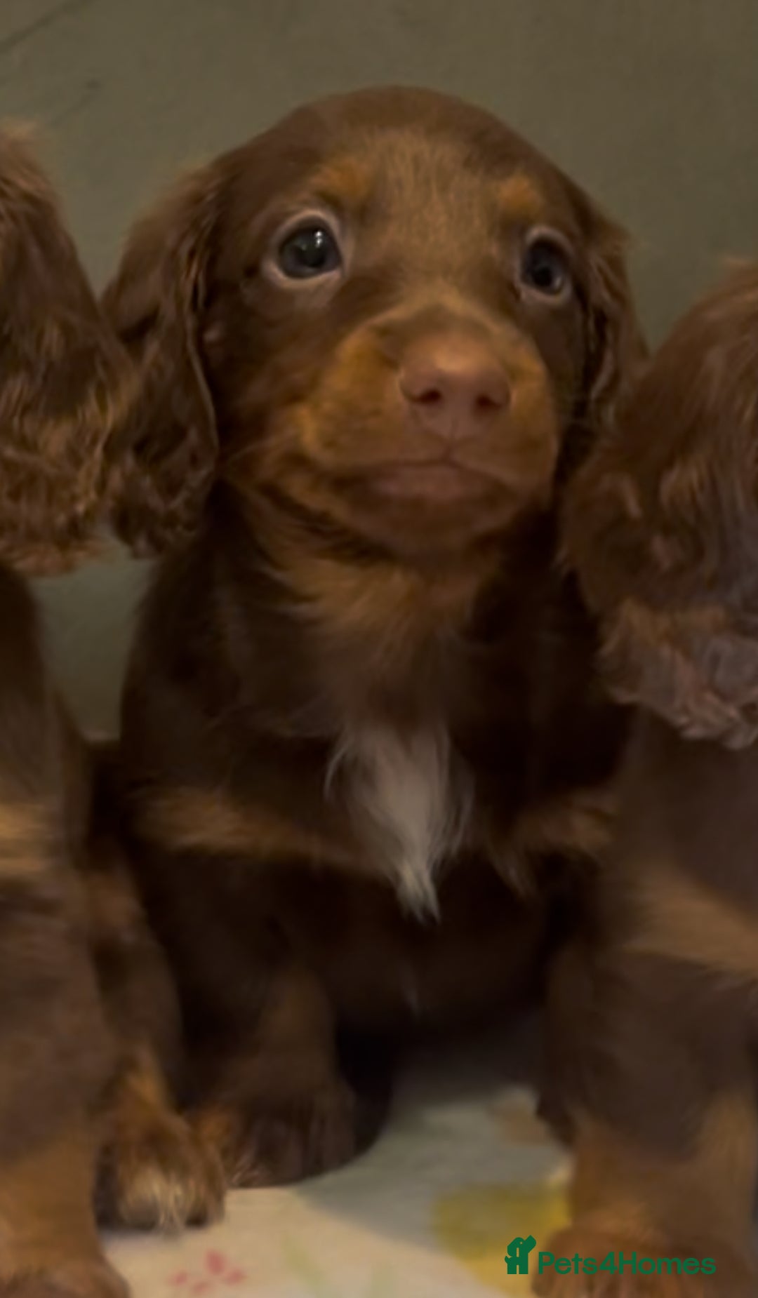 Miniature Dachshund dogs for sale: KC reg PRA clear long hair mini dachshund puppies  in Maidstone - Image 20