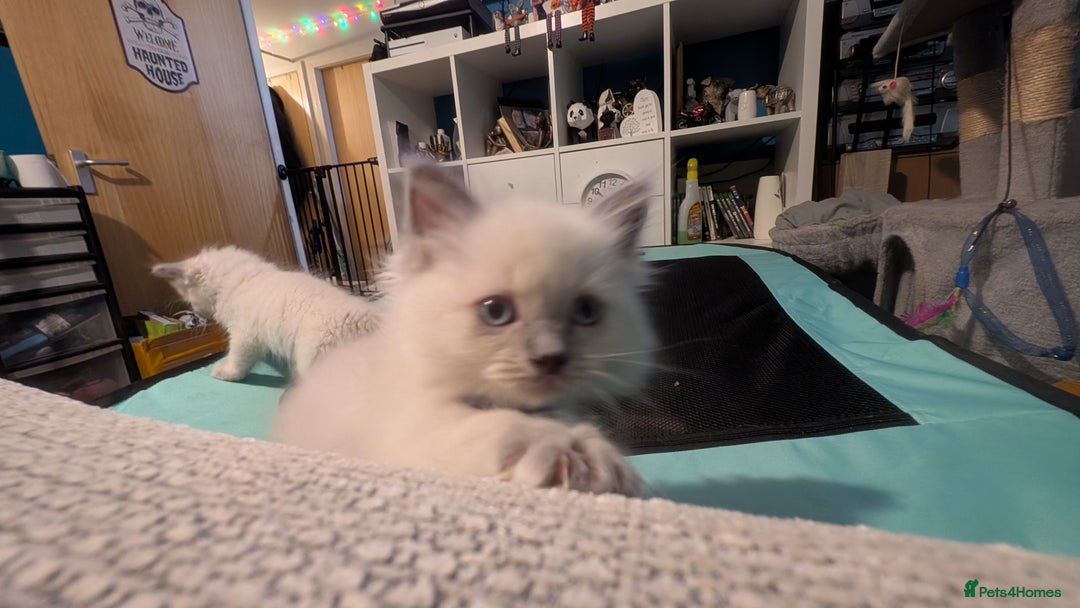 Ragdoll cats for sale: 5 Ragdoll Kittens for Sale - Image 19