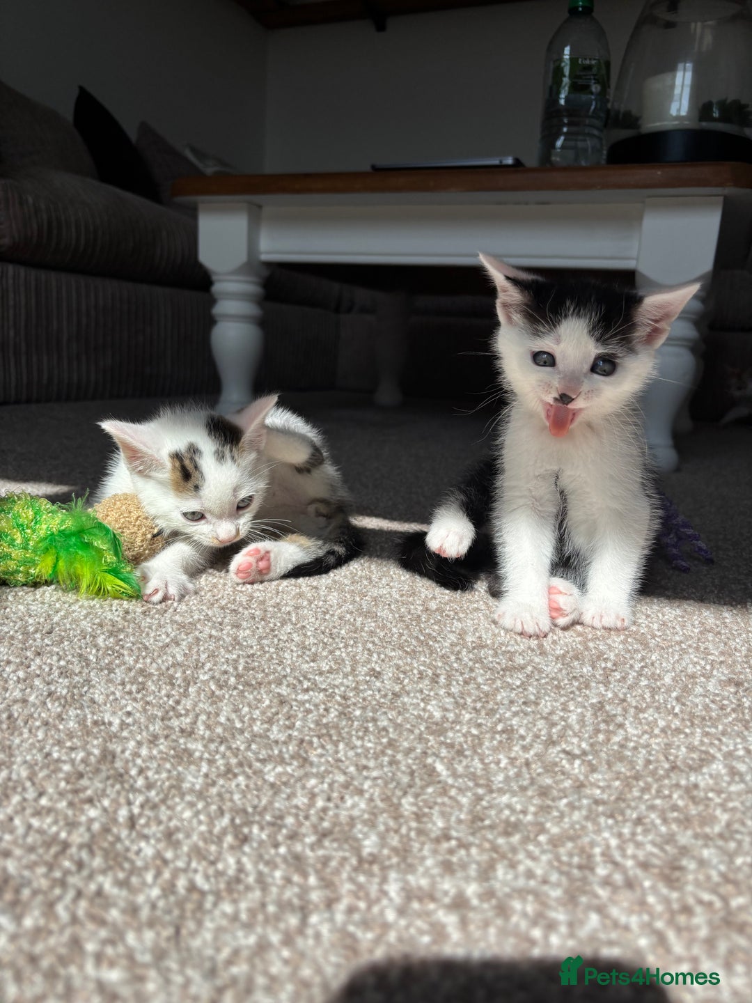 Domestic Shorthair cats for sale: 5 kittens available  - Image 4
