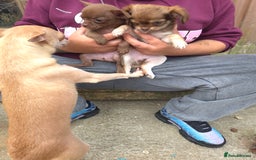 Chihuahua dogs for sale: Have 4 beautiful full chihuahua pups  - Image 7