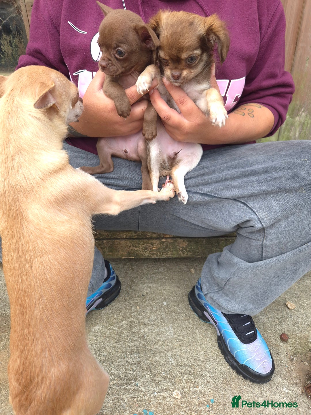 Chihuahua dogs for sale: Have 4 beautiful full chihuahua pups  - Image 7