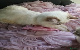 Ragdoll cats for sale: TICA Ragdoll Kittens (pet only)  - Image 3