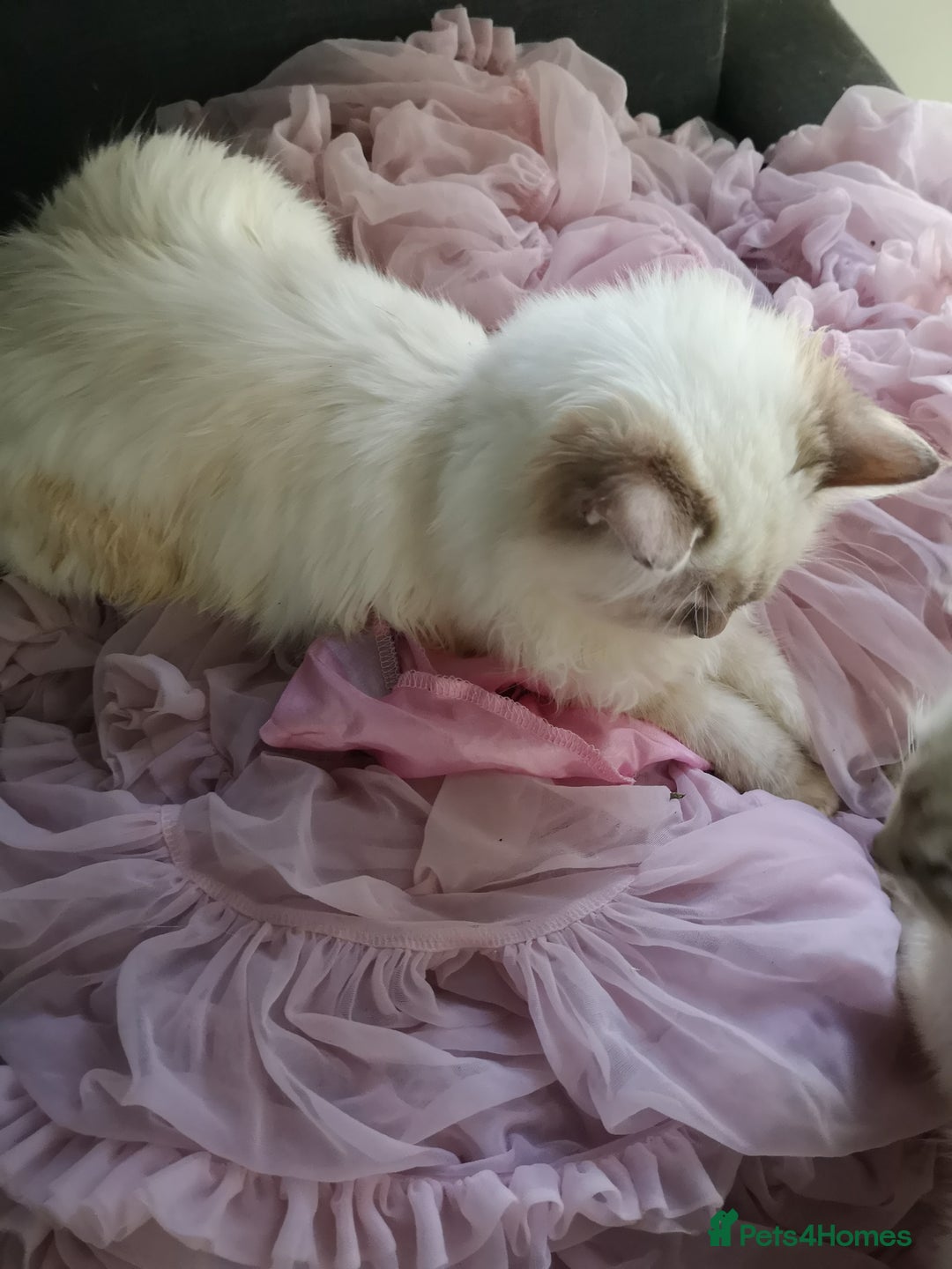Ragdoll cats for sale: TICA Ragdoll Kittens (pet only)  - Image 3