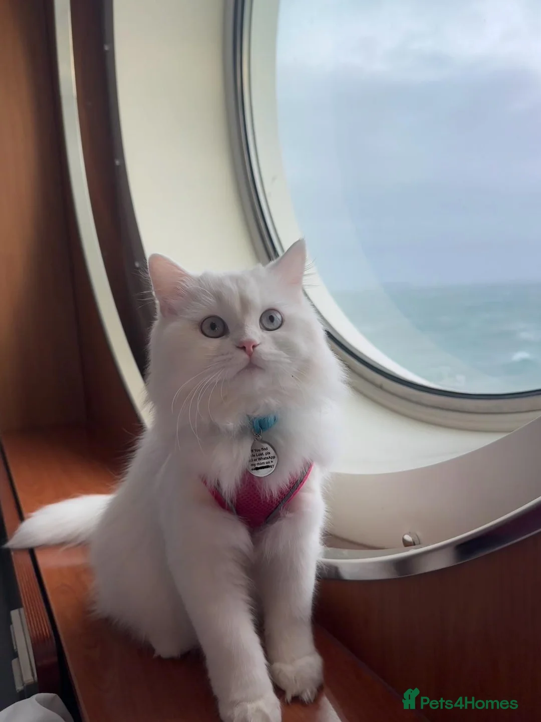 Persian cats for sale: Beautiful Persian Female in London - Advert 2