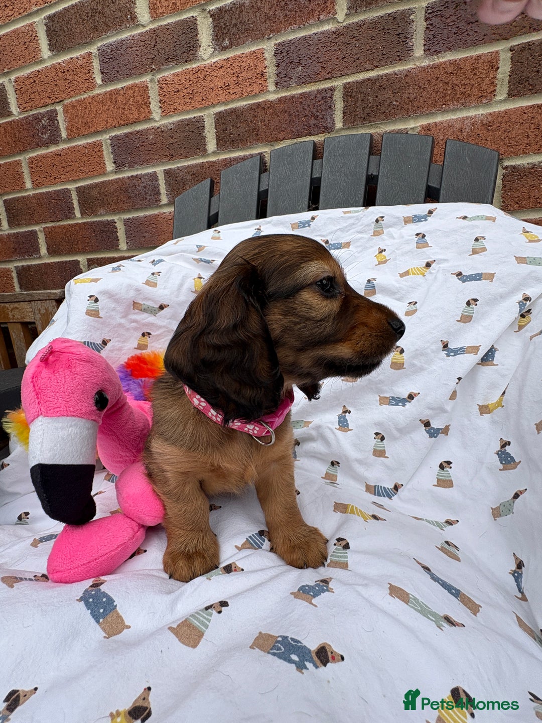 Miniature Dachshund dogs for sale: Amazing Champ Bloodlines Mini Dachshunds ✨ - Image 23