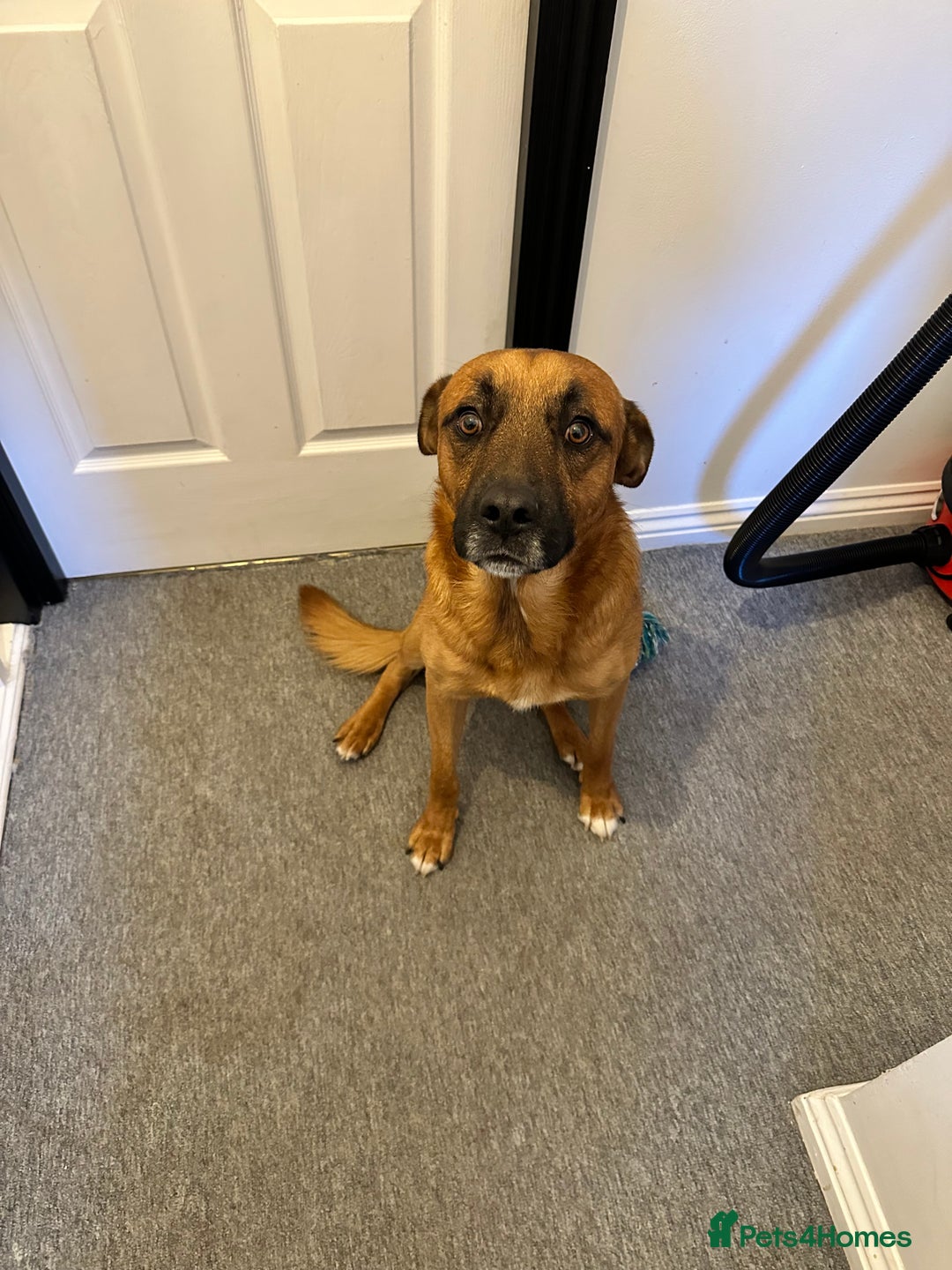 Mixed Breed dogs for sale: This is major  - Advert 3