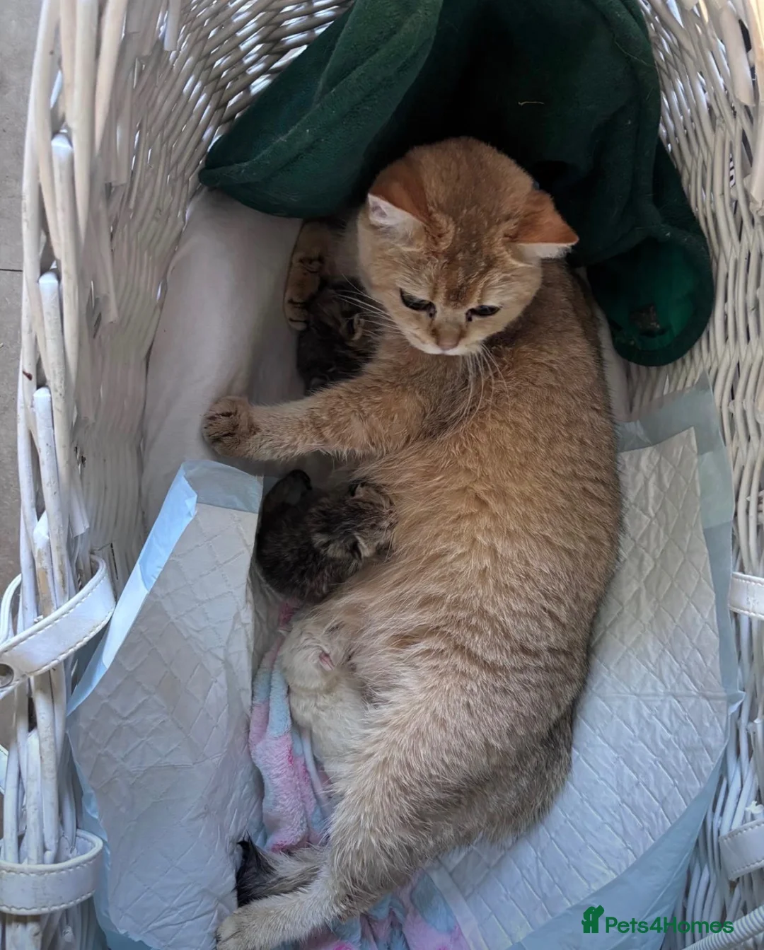 British Shorthair cats for sale: BSH Golden and colour point kittens  - Advert 1