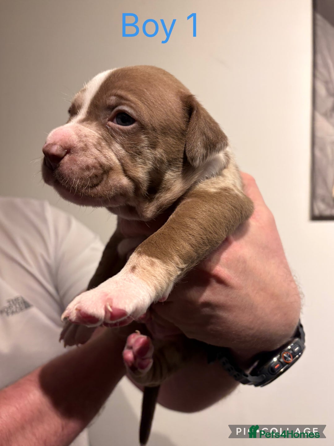 American Bully dogs for sale: Merle American Bully Puppy’s - Advert 3