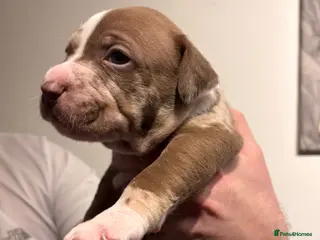 American Bully dogs Merle American Bully Puppy’s - Advert 1