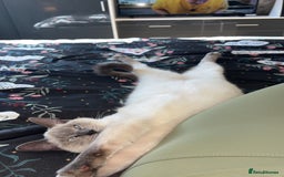 Ragamese cats for sale: Lovely ragamese kitten  - Image 3