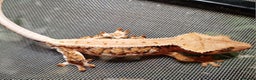Gecko reptiles for sale: lily white crested geckos for sale - Advert 7