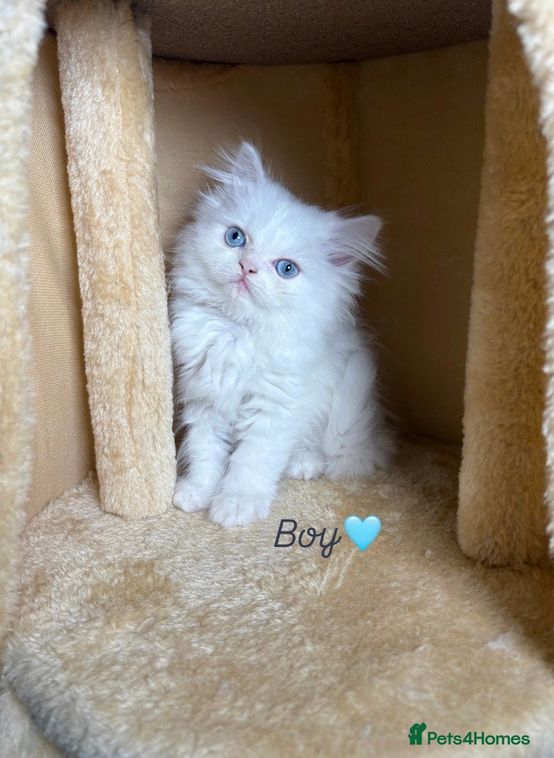 Persian cats for sale: Purebred Persian Kittens Rare White Coat&Blue Eyes - Image 4