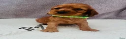 Cocker Spaniel dogs for sale: Cocker spaniel - Advert 9