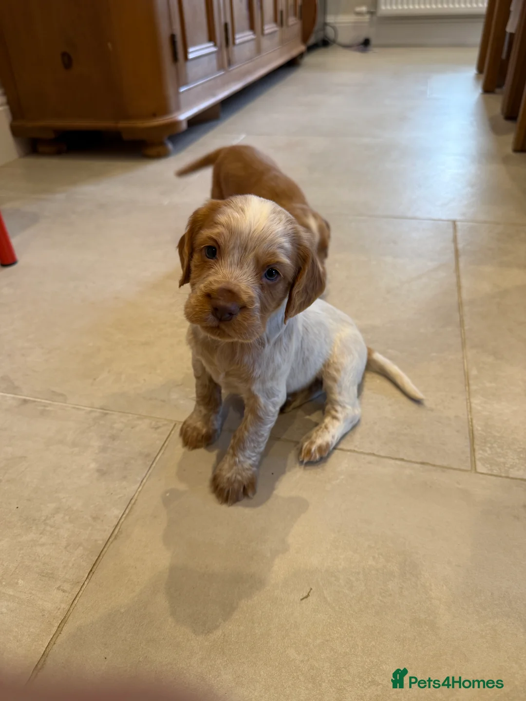 Cocker Spaniel dogs for sale: Gorgeous KC reg, working cocker spaniel pups  - Advert 4