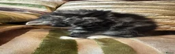 Mixed Breed cats for sale: Stunning kittens ready now  - Advert 3